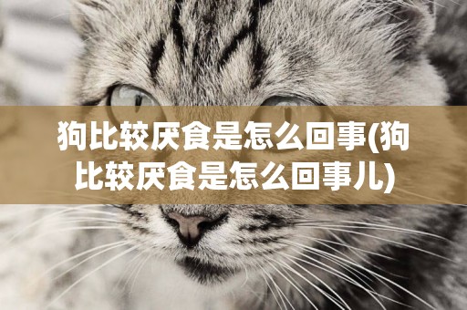 狗比較厭食是怎么回事(狗比較厭食是怎么回事兒)