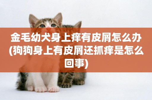 金毛幼犬身上癢有皮屑怎么辦(狗狗身上有皮屑還抓癢是怎么回事)