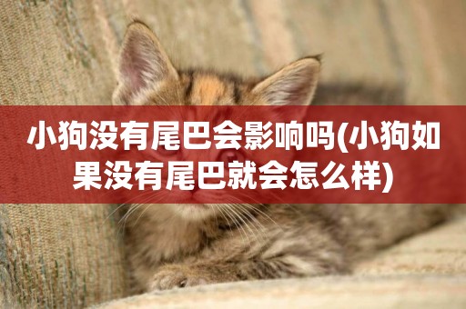 小狗沒有尾巴會影響嗎(小狗如果沒有尾巴就會怎么樣)