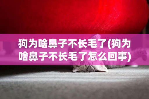 狗為啥鼻子不長毛了(狗為啥鼻子不長毛了怎么回事)