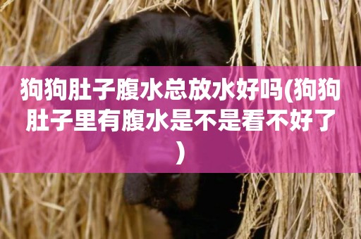 狗狗肚子腹水總放水好嗎(狗狗肚子里有腹水是不是看不好了)
