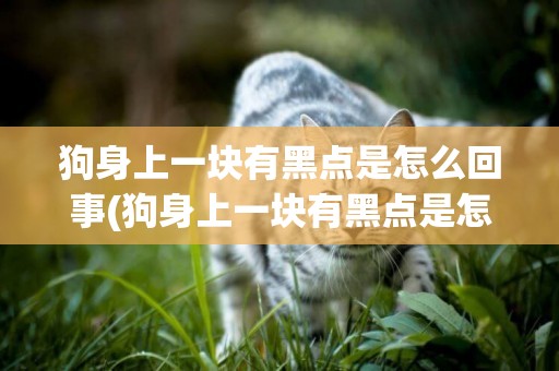 狗身上一塊有黑點是怎么回事(狗身上一塊有黑點是怎么回事兒)