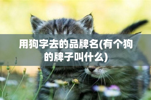 用狗字去的品牌名(有個狗的牌子叫什么)