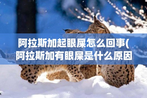 阿拉斯加起眼屎怎么回事(阿拉斯加有眼屎是什么原因)