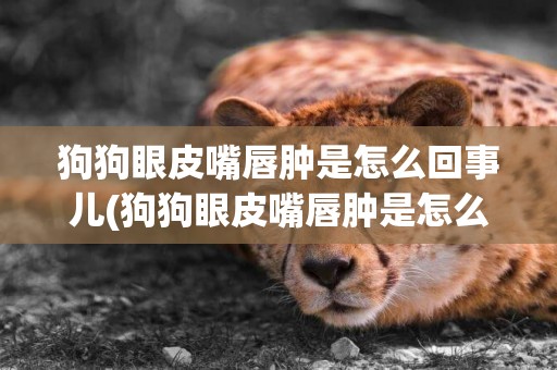狗狗眼皮嘴唇腫是怎么回事兒(狗狗眼皮嘴唇腫是怎么回事兒啊)