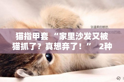 貓指甲套 “家里沙發又被貓抓了？真想棄了！”  2種方法幫你解決這個問題 