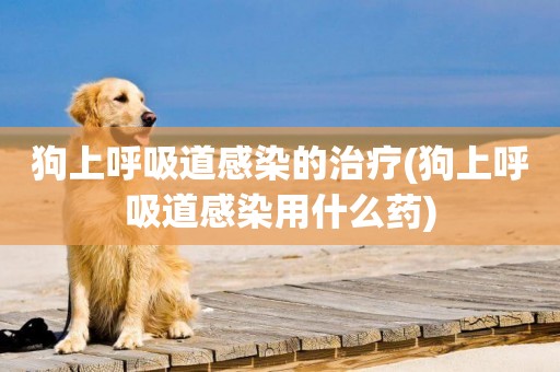 狗上呼吸道感染的治療(狗上呼吸道感染用什么藥)