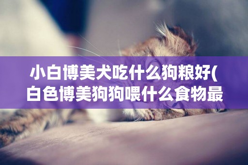 小白博美犬吃什么狗糧好(白色博美狗狗喂什么食物最好)