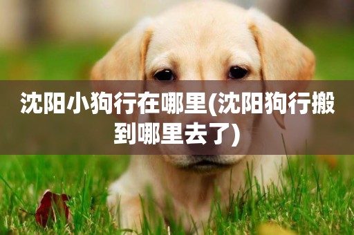 沈陽小狗行在哪里(沈陽狗行搬到哪里去了)