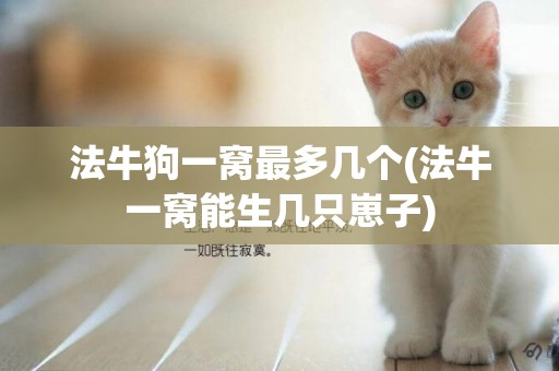 法牛狗一窩最多幾個(法牛一窩能生幾只崽子)