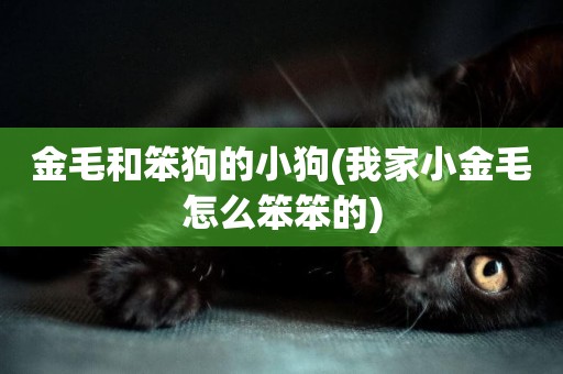 金毛和笨狗的小狗(我家小金毛怎么笨笨的)