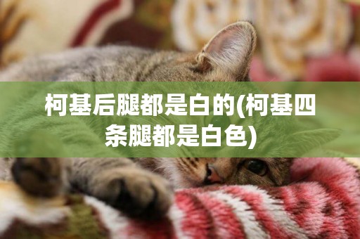 柯基后腿都是白的(柯基四條腿都是白色)