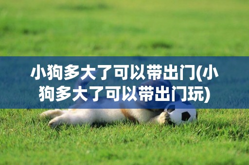 小狗多大了可以帶出門(小狗多大了可以帶出門玩)