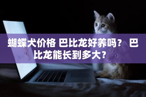 蝴蝶犬價格 巴比龍好養嗎？ 巴比龍能長到多大？ 