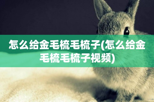 怎么給金毛梳毛梳子(怎么給金毛梳毛梳子視頻)