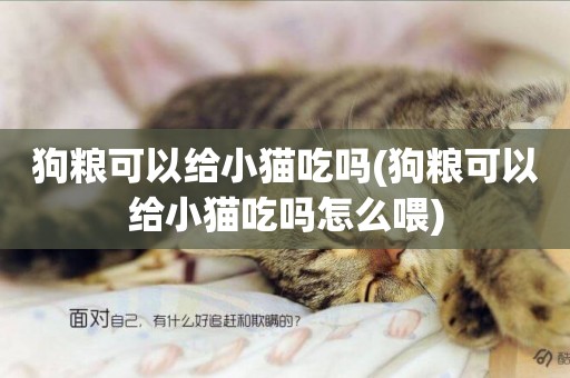 狗糧可以給小貓吃嗎(狗糧可以給小貓吃嗎怎么喂)