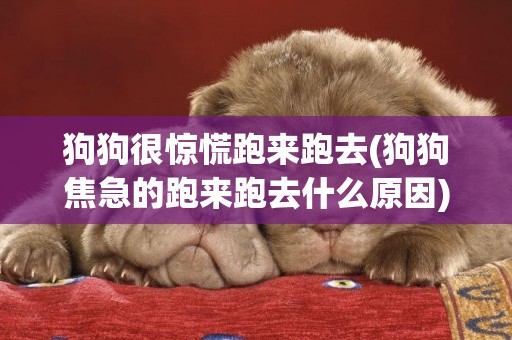 狗狗很驚慌跑來跑去(狗狗焦急的跑來跑去什么原因)