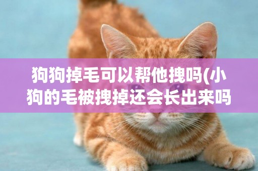 狗狗掉毛可以幫他拽嗎(小狗的毛被拽掉還會長出來嗎)