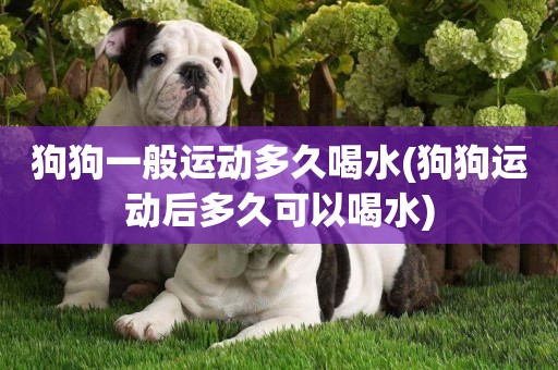 狗狗一般運動多久喝水(狗狗運動后多久可以喝水)