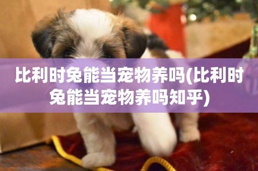 比利時兔能當寵物養嗎(比利時兔能當寵物養嗎知乎)