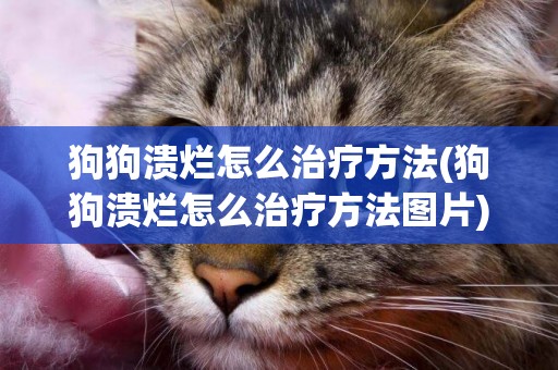 狗狗潰爛怎么治療方法(狗狗潰爛怎么治療方法圖片)