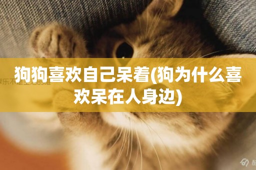 狗狗喜歡自己呆著(狗為什么喜歡呆在人身邊)