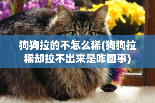 狗狗拉的不怎么稀(狗狗拉稀卻拉不出來是咋回事)