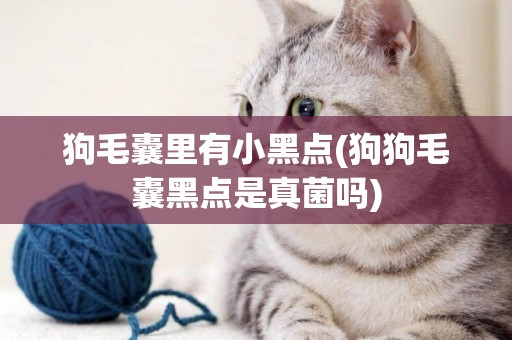 狗毛囊里有小黑點(狗狗毛囊黑點是真菌嗎)