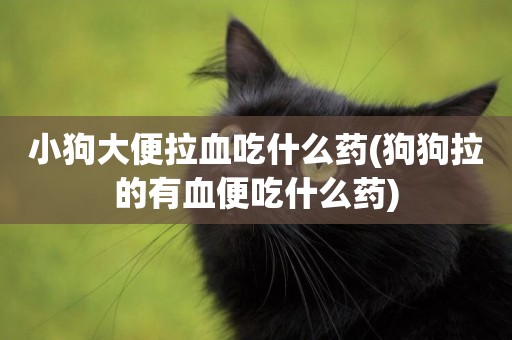 小狗大便拉血吃什么藥(狗狗拉的有血便吃什么藥)