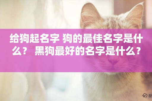 給狗起名字 狗的最佳名字是什么？ 黑狗最好的名字是什么？ 