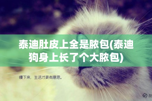 泰迪肚皮上全是膿包(泰迪狗身上長了個大膿包)