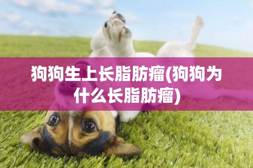 狗狗生上長脂肪瘤(狗狗為什么長脂肪瘤)