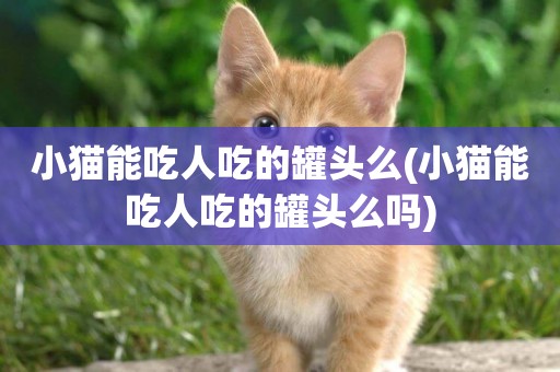小貓能吃人吃的罐頭么(小貓能吃人吃的罐頭么嗎)