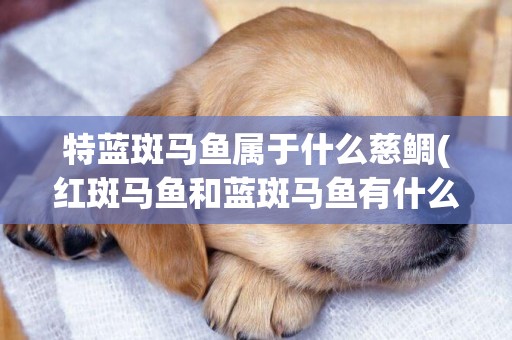 特藍斑馬魚屬于什么慈鯛(紅斑馬魚和藍斑馬魚有什么不一樣)