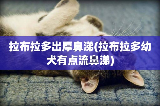 拉布拉多出厚鼻涕(拉布拉多幼犬有點流鼻涕)