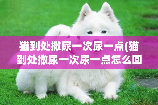 貓到處撒尿一次尿一點(貓到處撒尿一次尿一點怎么回事)