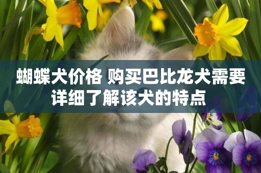 蝴蝶犬價格 購買巴比龍犬需要詳細了解該犬的特點 