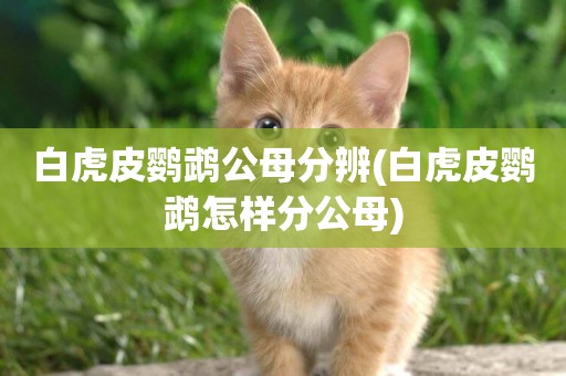 白虎皮鸚鵡公母分辨(白虎皮鸚鵡怎樣分公母)