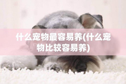 什么寵物最容易養(什么寵物比較容易養)