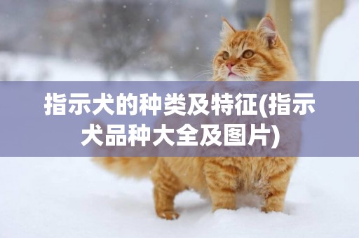 指示犬的種類及特征(指示犬品種大全及圖片)