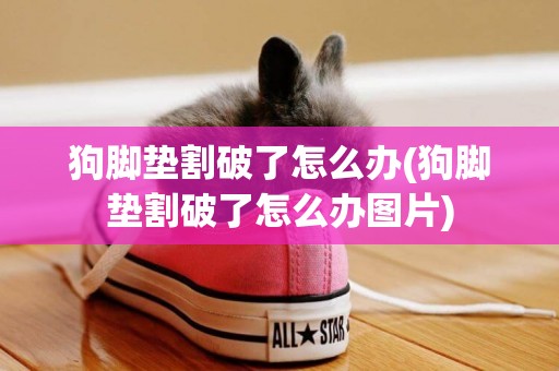 狗腳墊割破了怎么辦(狗腳墊割破了怎么辦圖片)