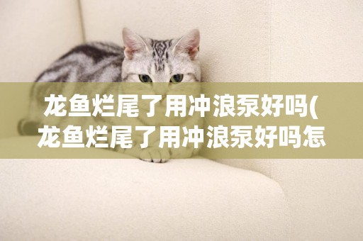 龍魚爛尾了用沖浪泵好嗎(龍魚爛尾了用沖浪泵好嗎怎么換)