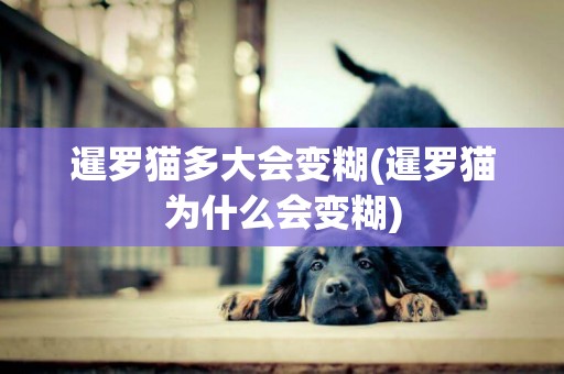 暹羅貓多大會變糊(暹羅貓為什么會變糊)