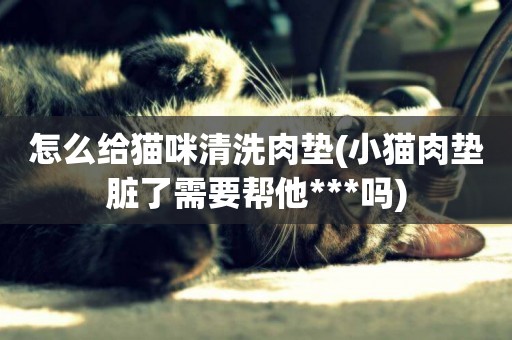 怎么給貓咪清洗肉墊(小貓肉墊臟了需要幫他***嗎)