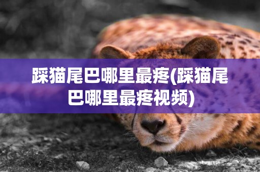 踩貓尾巴哪里最疼(踩貓尾巴哪里最疼視頻)