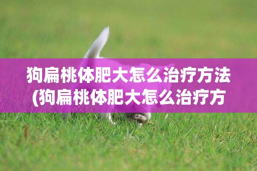 狗扁桃體肥大怎么治療方法(狗扁桃體肥大怎么治療方法視頻)