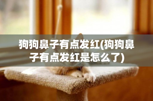 狗狗鼻子有點發紅(狗狗鼻子有點發紅是怎么了)