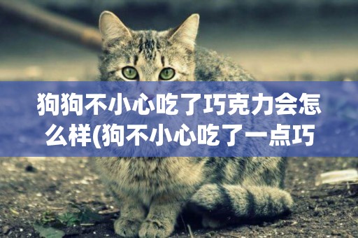 狗狗不小心吃了巧克力會怎么樣(狗不小心吃了一點巧克力會怎么樣)