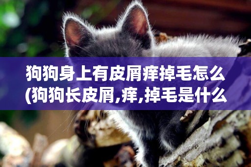 狗狗身上有皮屑癢掉毛怎么(狗狗長皮屑,癢,掉毛是什么皮膚病)