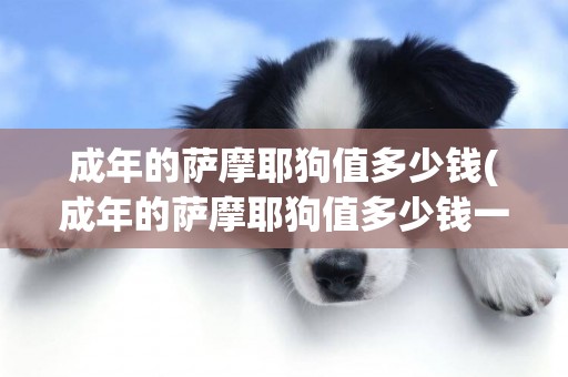 成年的薩摩耶狗值多少錢(成年的薩摩耶狗值多少錢一只)
